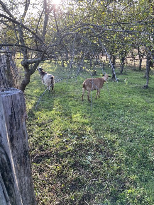 Vand capre bine intretinute