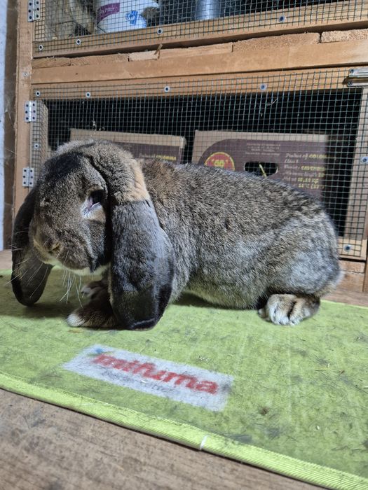 Masculi Berbec German