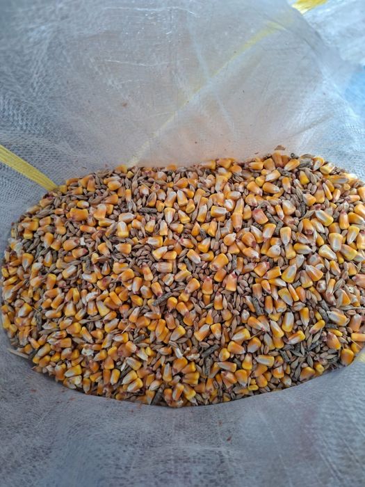 Cereale amestec Porumb Grâu Orz