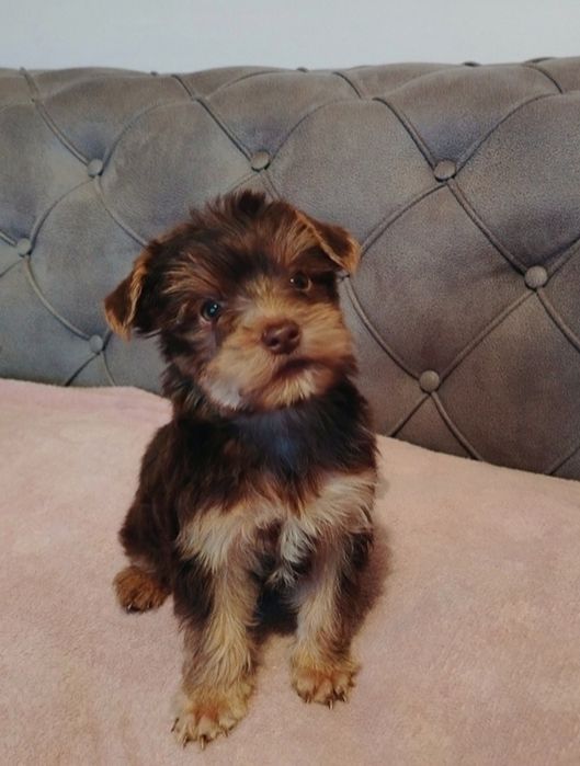 Йоркширски териер,кафяв,шоколадово