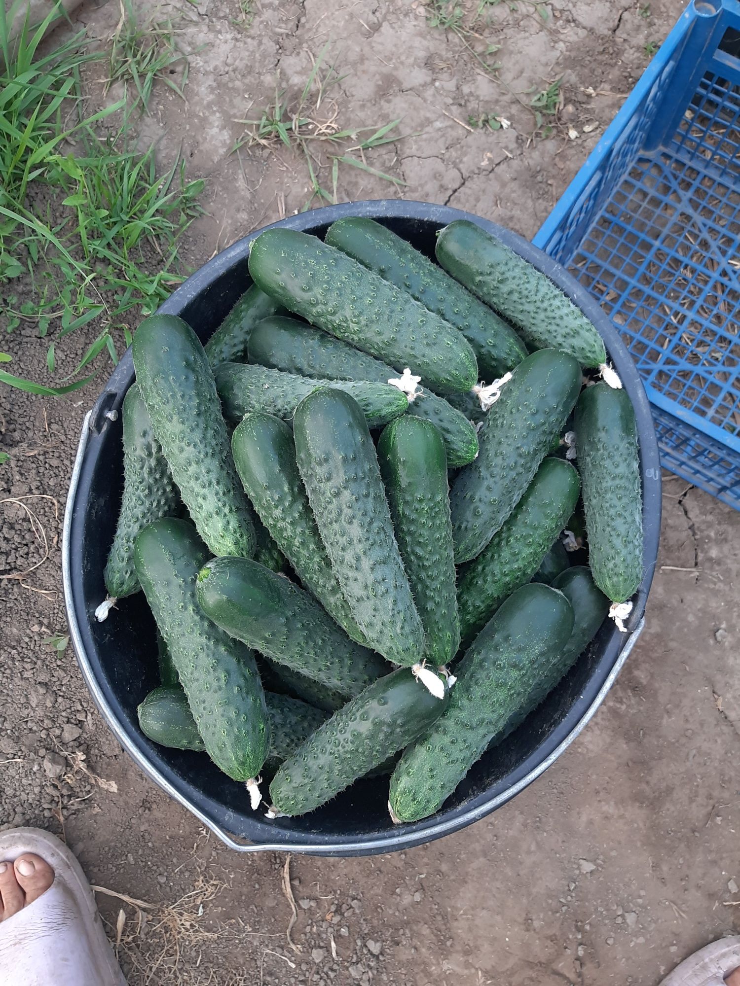 Castraveti de vanzare 4 lei pe kg