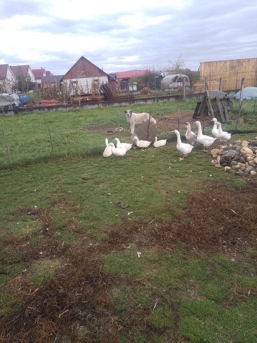 Vând rațe și gâște