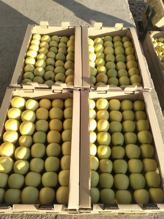 Яблоки свежие, урожай 2025