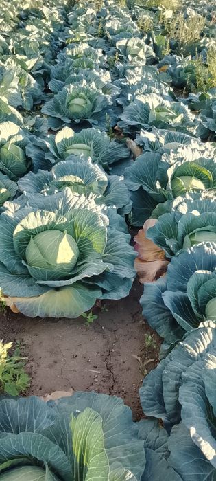 Varza de vânzare Mutima pentru murat 2-4 kg