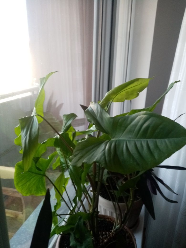 Продам 2 комнатных цветка