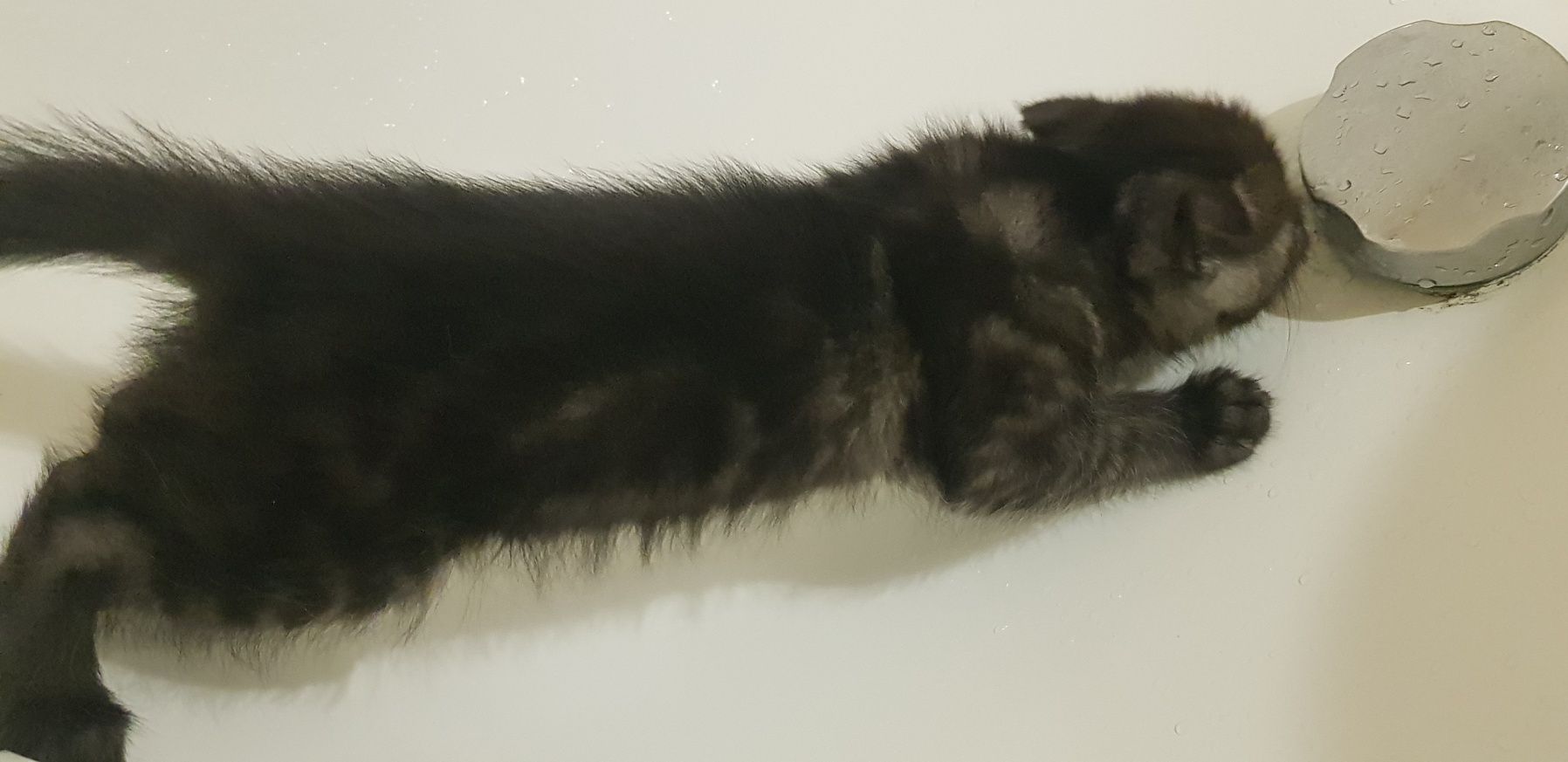 Шоиландские котята, девочка веслоухая м мальчик прямоухий! 1.5 месяцев