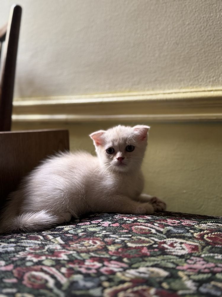 Котяты Scottish fold