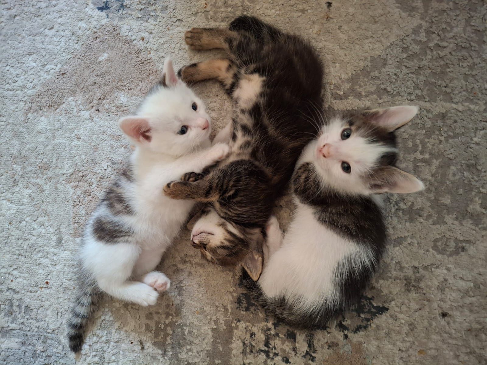 Котята Бесплатно