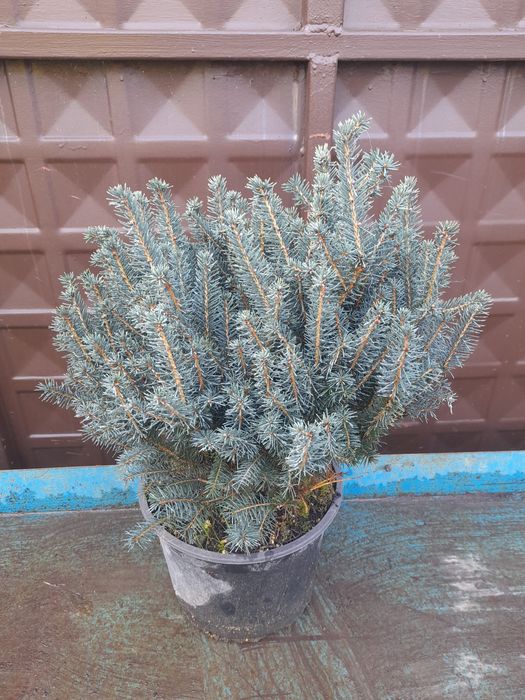 Коледен кълбовиден смърч