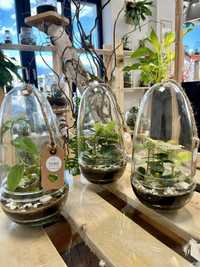 Мини терариуми с живи растения, екосистема в буркан
