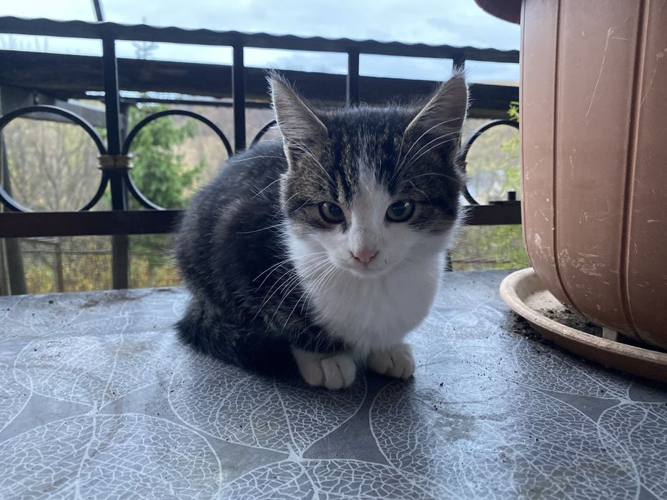 Adopție Pisica de aproape 3 luni