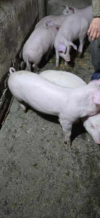 Продавам малки прасета