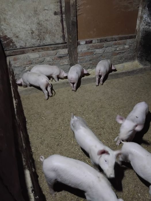 Iepurași de vanzare