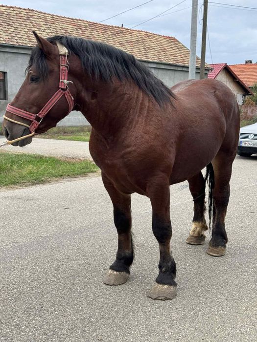 Vând armasar 4 ani 800kg