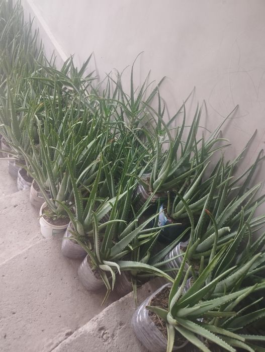 2-3 yillik Aloe vera bor narxlari kelishiladi