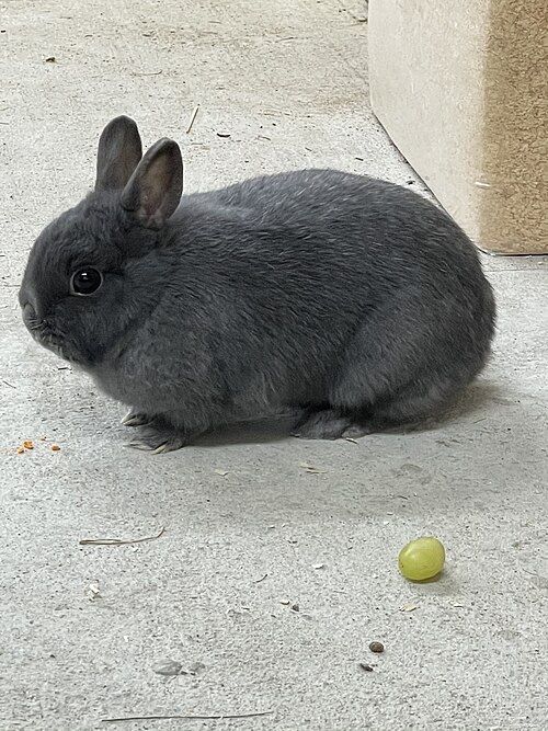 Quyon parodasi KARLIK MINOR