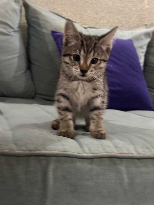 Котята 3 месяц девочка, мушук