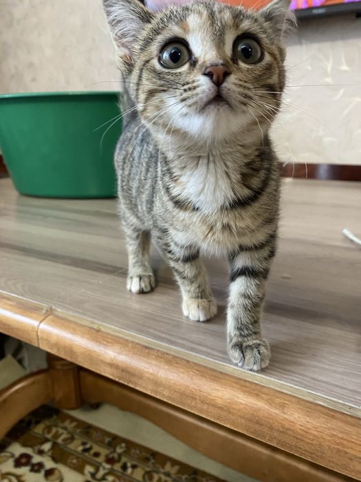 Котенок,девочка,3мес