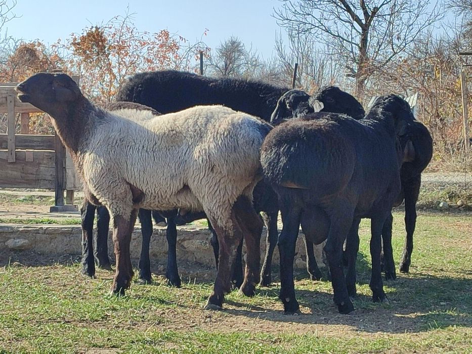 Гисар қылшық жүнді қошқарлар