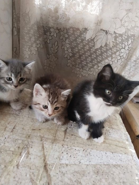 Отдам даром котят!