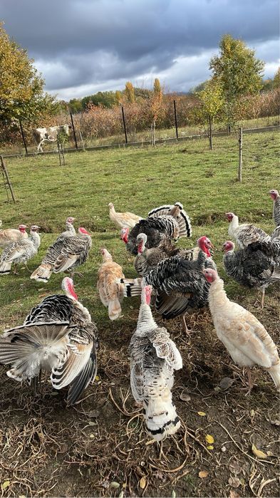 Curci  si curcani de casa