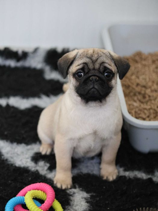 Mops Pug cu pedigree canisa Dogisland autorizata