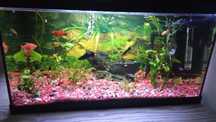 vand acvariu 60 liti complet (filtru termometru incalzittor )
