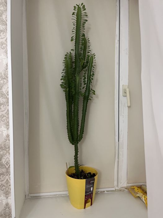 Молочай взрослый