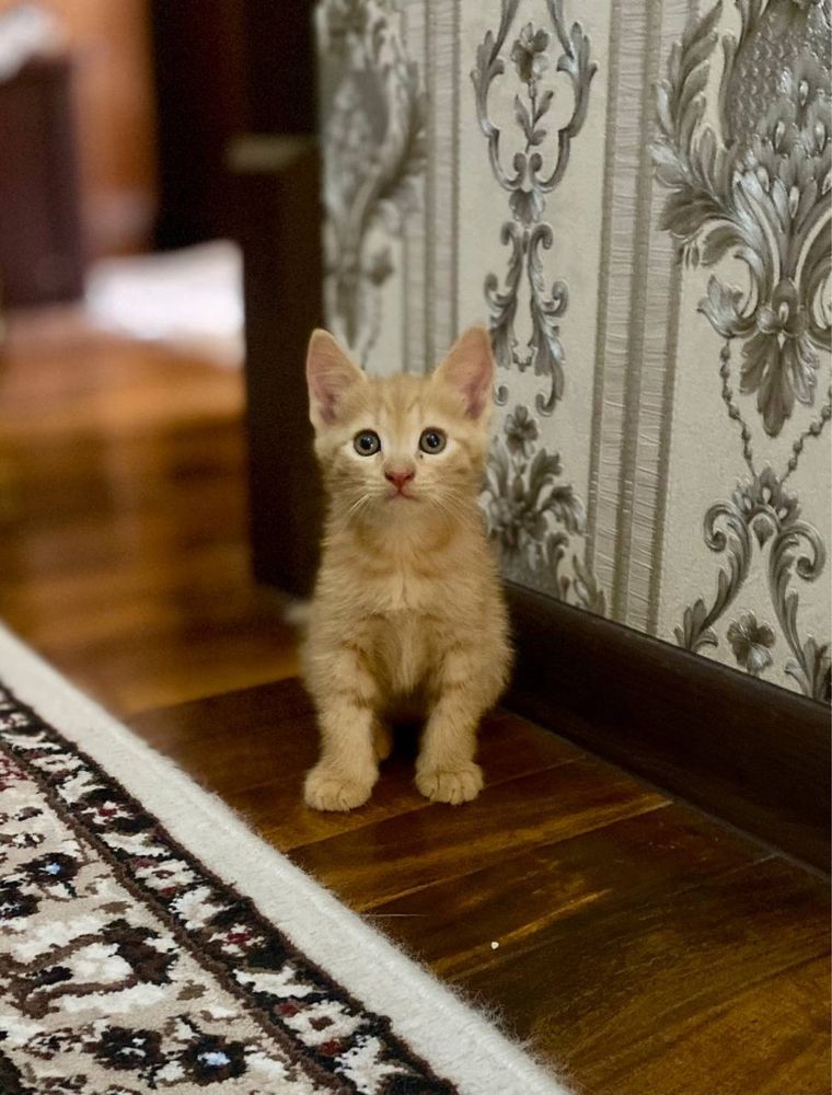 Кошки милые 2 месяцев