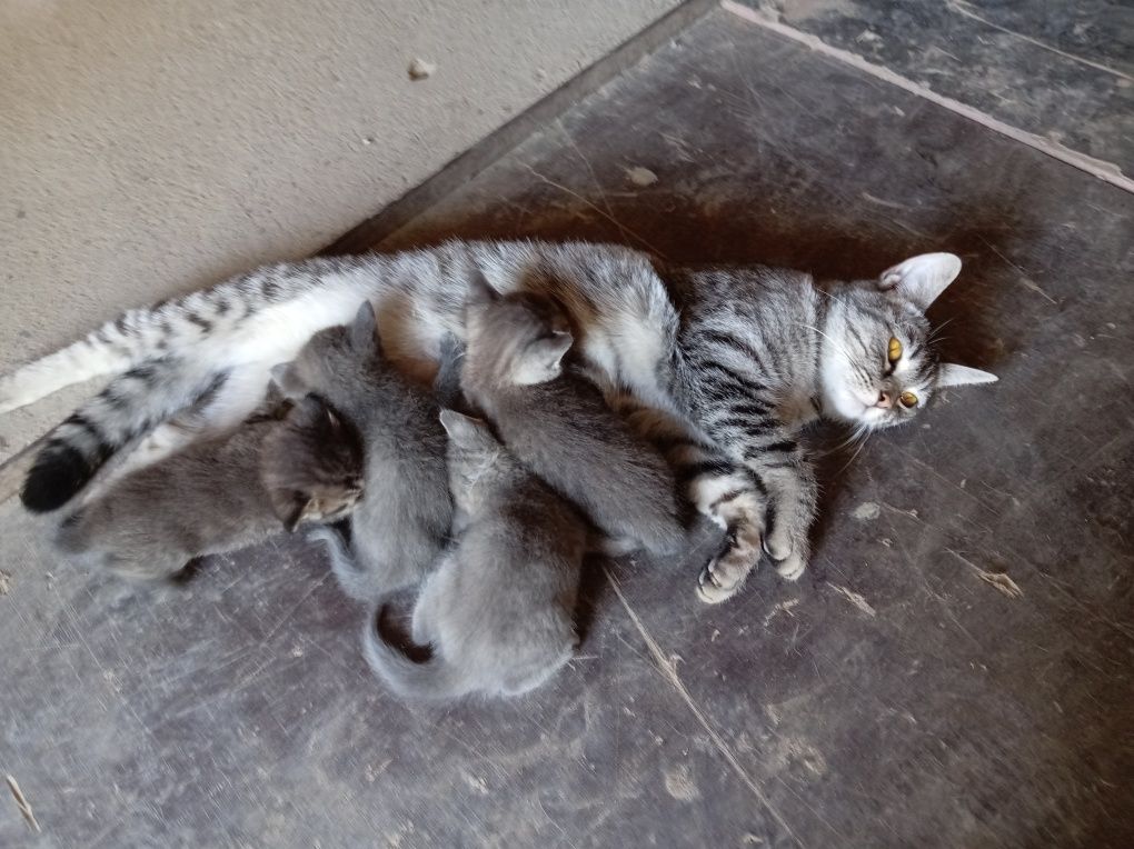 Кошка шатланская
