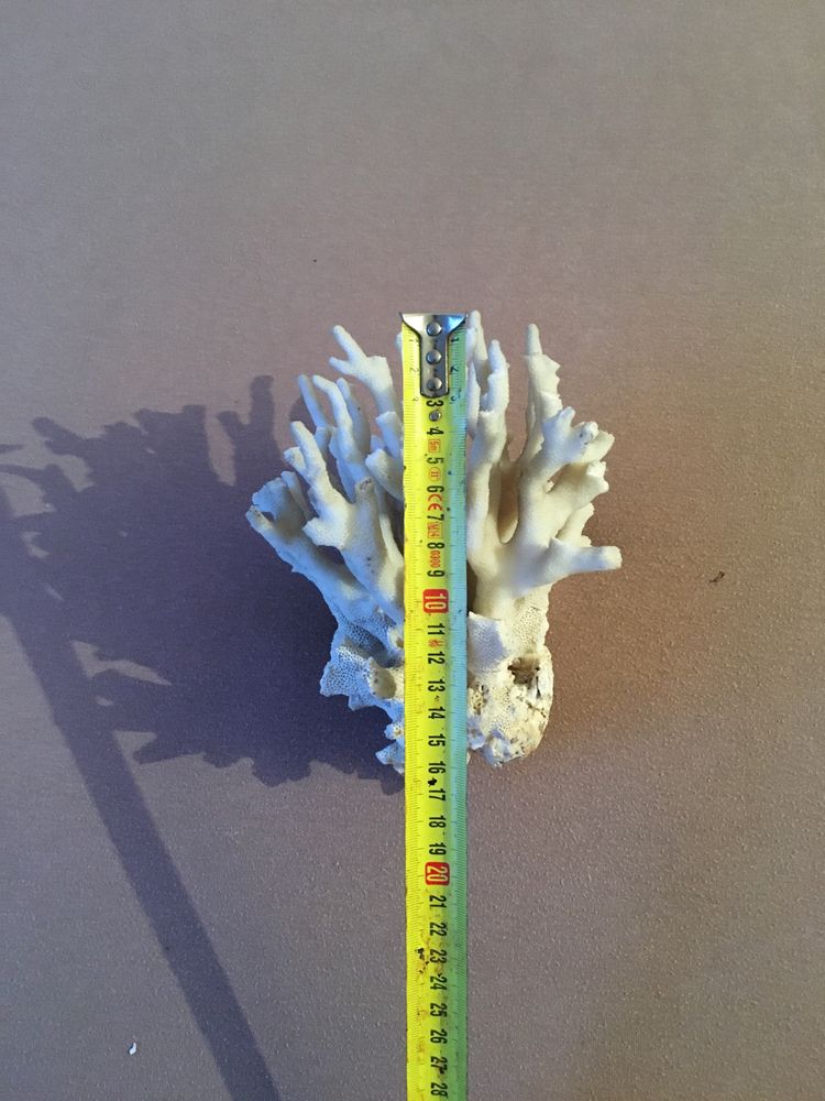coral de mare alb