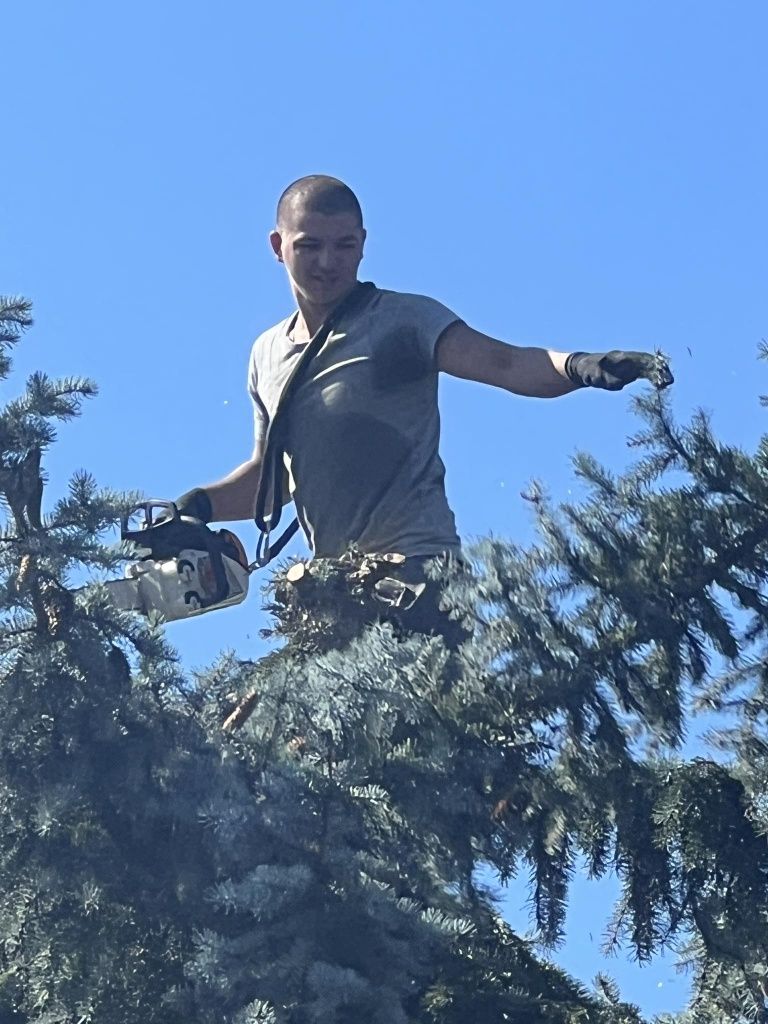 Рязане на опасни дървета и извозване на  дървесината