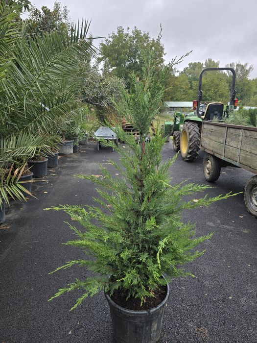 Leylandii chiparos mesteacăn
