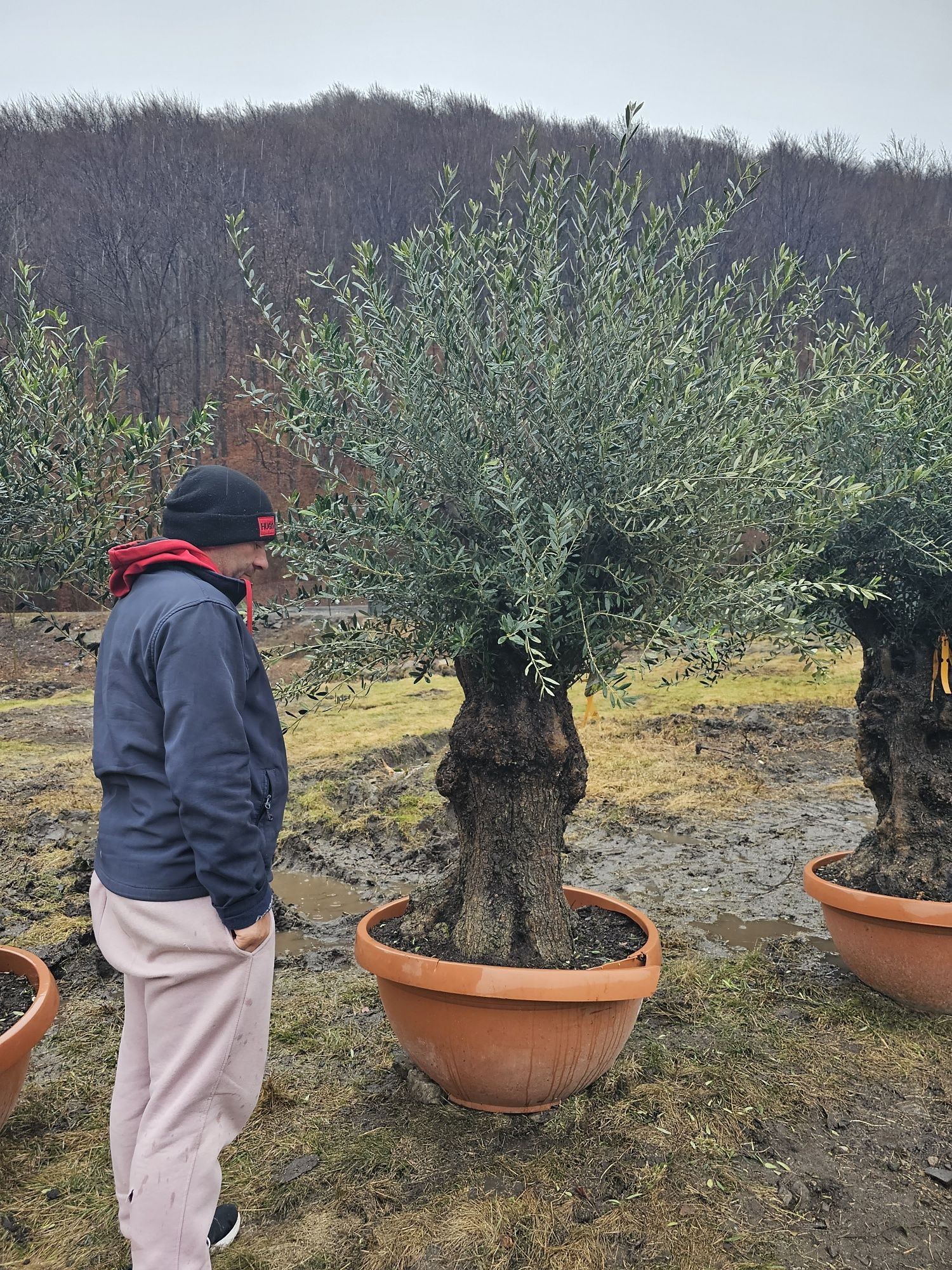 Olea Europaea - Maslin Secular ( maslini pe rod ) palmieri, bonsai etc