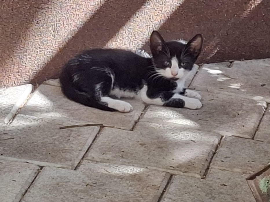 Pisicute iubitoare cauta stapan!