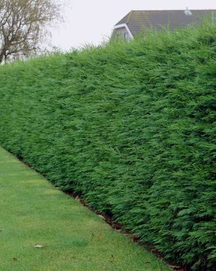 Gard viu Natural din Ligustrum , Ovalifolium !