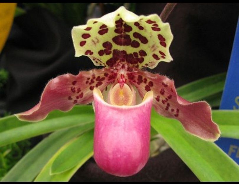 Орхидея Венерин башмачек