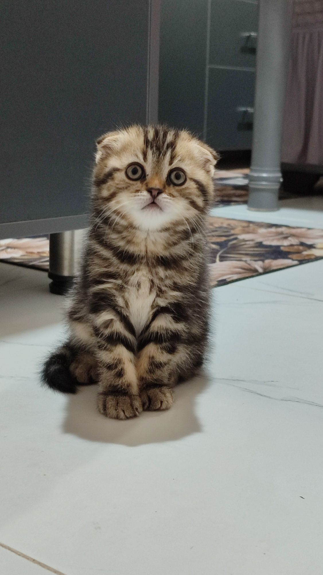 Вязка кот Джоккер