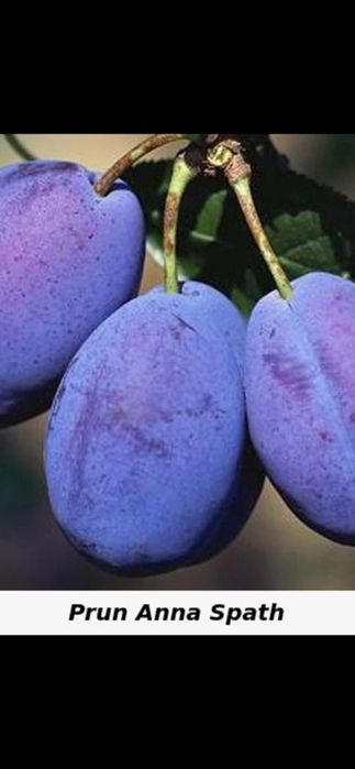 Nuc Chandler.Aluni.Pruni.ARONIA.Migdali Ciresi Catina Gutui Zmeura.Tei