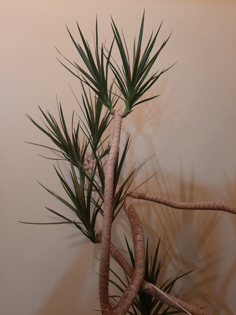 Planta interior - Dracaena marginata, H 185 cm