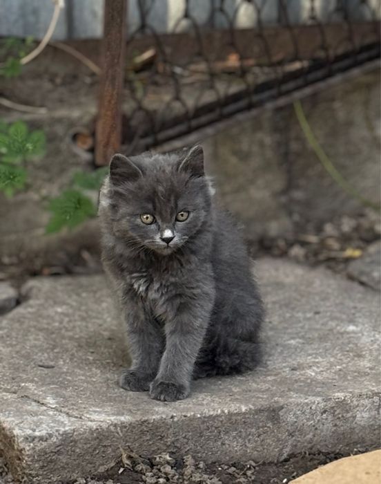 Отдадим котят в хорошие руки