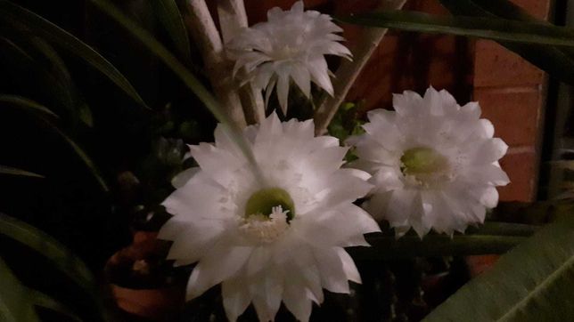 Cactusi plante ornamentala soiuri diverse care fac flori