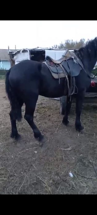 Продам жеребца обучен