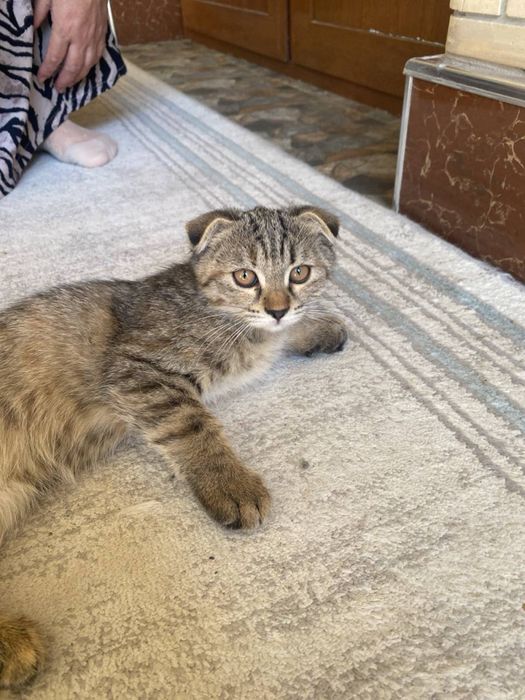 Кошки Скоттиш Фолд