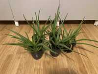 Plante de birou/apartament Aloe Vera Chinensis
