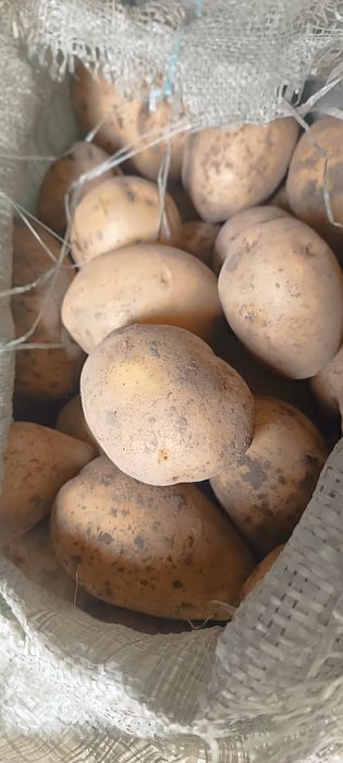 Продам картошку мешками