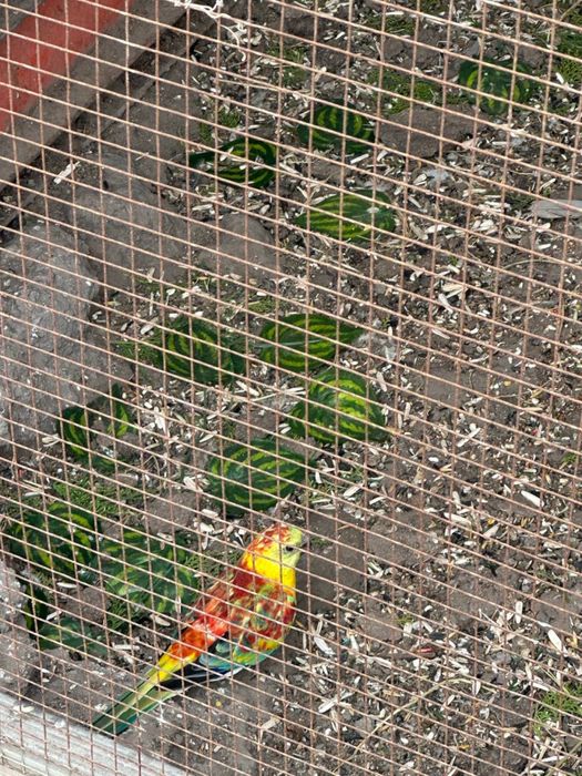 Продаются певчие попугаи