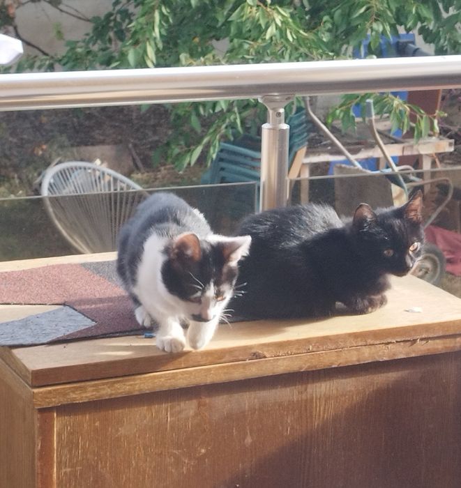 Малко коте подарявам