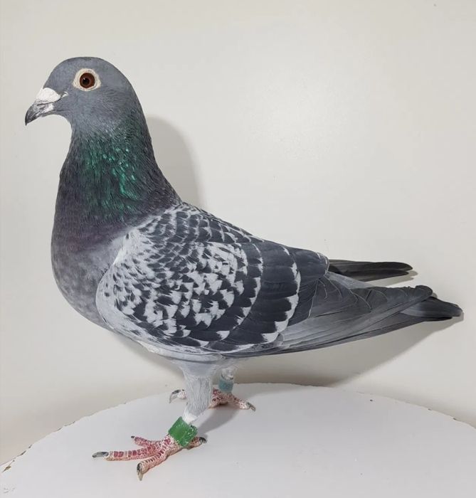 Porumbei voiajori de vânzare