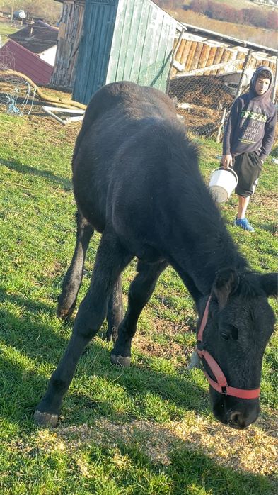 Vand sau schimb manza de 6 luni